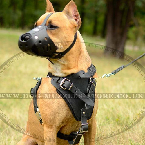 Pitbull Training Dog Muzzle of Strong Leather Design