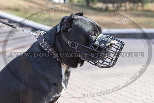 Special Rubberized Basket Dog Muzzle for Cane Corso - Click Image to Close