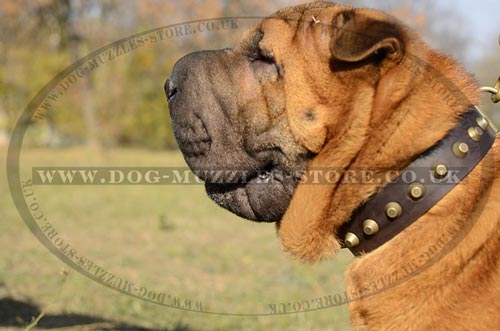 Dog Leather Collars for Chinese Shar Pei with Brass Pyramids