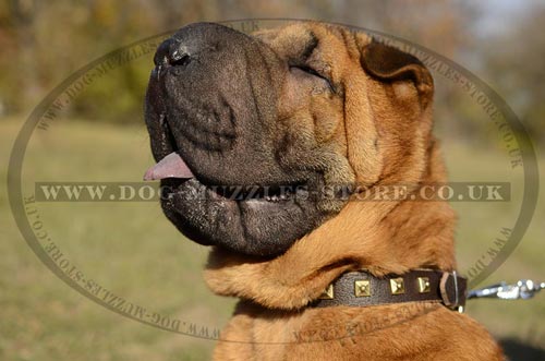 Shar Pei Collar with Square Studs | Shar Pei Dogs Style Collars