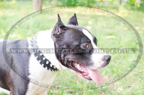 Special Dog Collar for Staffy | Spiked Dog Collar for Amstaff