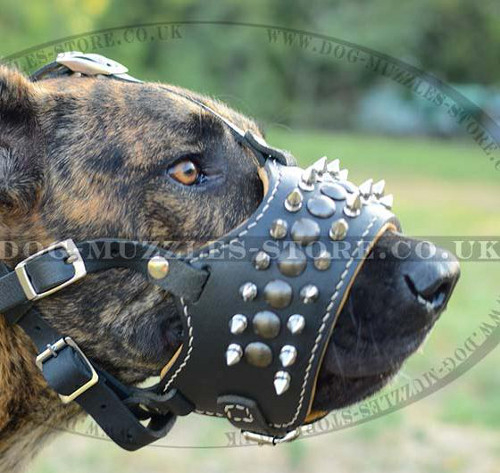 Spiked Dog Leather Muzzle for Great Dane