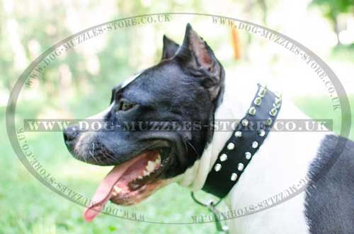 Staffie Collar Spiked 2 Ply Nylon | Nylon Dog Collar for Staffie