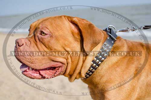 Studded Leather Dog Collar for Dogue De Bordeaux Glancing Style - Click Image to Close