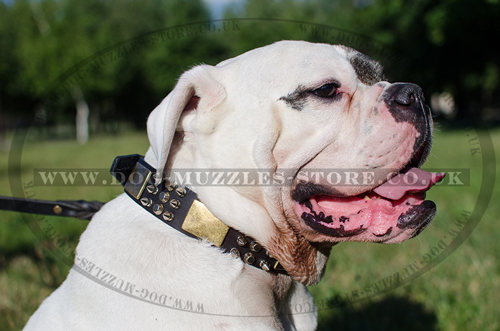 American Bull Dog Collar Gorgeous Style | Dog Leather Collar UK