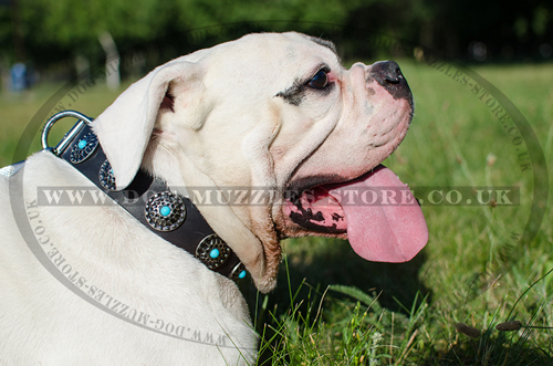 American Bulldog Collar with Blue Studs | Studded Dog Collar