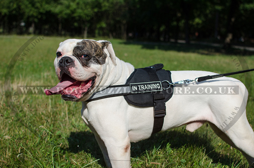 American Bulldog Dog Harness with Reflexive Strap