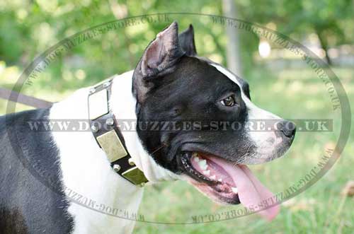 American Staffordshire Terrier Best Dog Collars UK - Click Image to Close
