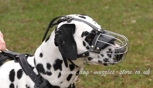 The Best Dog Muzzles UK for Dalmatian | Dalmatian Muzzle UK - Click Image to Close