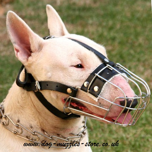 English Bull Terrier Muzzle UK Wire Dog Muzzle