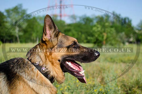 Nylon Dog Collar for German Shepherd | Strong Dog Collar