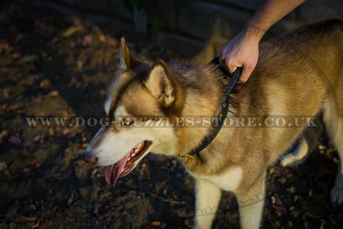 Strong Dog Collar with Handle for Husky Training, Brass Hardware