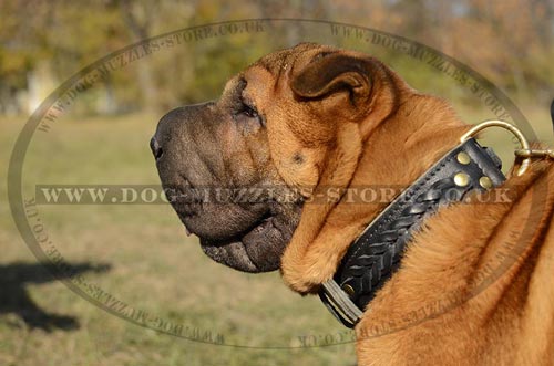 Braided Leather Dog Collar for Shar Pei Dogs Style and Comfort