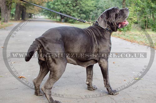 Royal Dog Collar Design for Neapolitan Mastiff Dogs