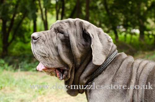 Strong 2 Ply Braided Dog Collar for Neapolitan Mastiff Training