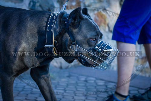 Light and Strong, Super Aired Cane Corso Muzzle UK Bestseller - Click Image to Close