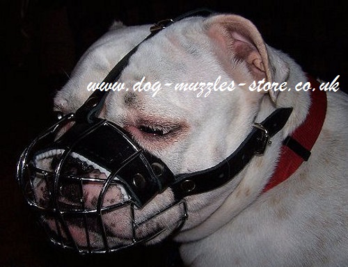 English Bulldog Muzzle Wire Basket - Click Image to Close