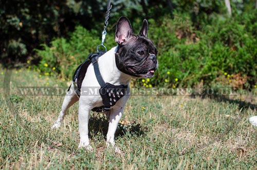 Luxury Spiked Dog Harness for Your Fancy Frenchie