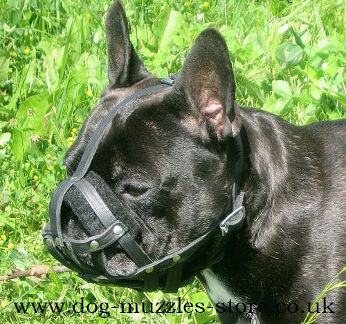 French Bulldog Muzzle UK | Leather Dog Muzzle for Frenchie - Click Image to Close