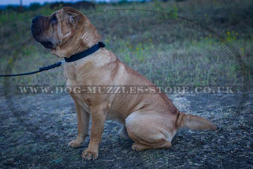 Smart Dog Collar for Shar Pei Training and Walking 1 In Wide