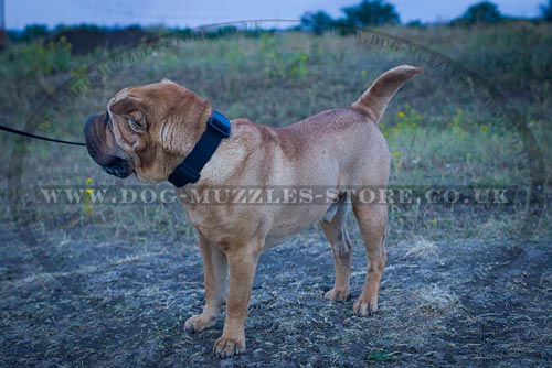 Black Nylon Dog Collar UK For Shar Pei