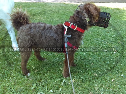 Leather Kindest Dog Muzzle for Poodle UK Bestseller - Click Image to Close