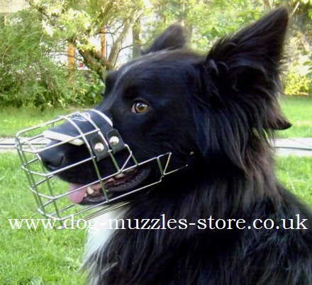Border Collie Muzzle UK NewBest Dog Muzzle for Border Collie for Sale UK 
