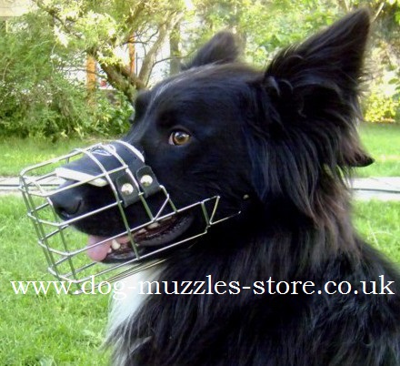 Border Collie Muzzle Shape, Dog Muzzle that Allows Dog to Drink - Click Image to Close