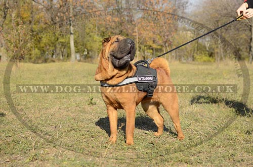 High Vis Nylon Dog Harness for Chinese Shar Pei