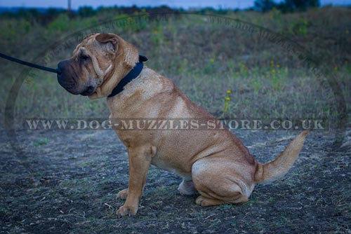 Classic Dog Buckle Collar 1.2 In Wide Leather for Shar Pei