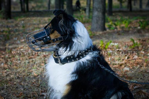 Bestseller Wire Basket Muzzle for Collie Dog Breed Snout Shape