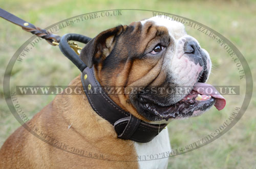 Durable English Bulldog Leather Collar with Convenient Handle