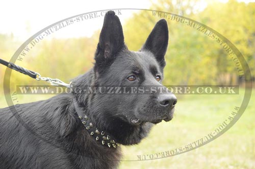 Designer German Shepherd Collar with Spikes and Studs