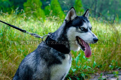 2 In Wide, Strong Leather Dog Collar for Husky