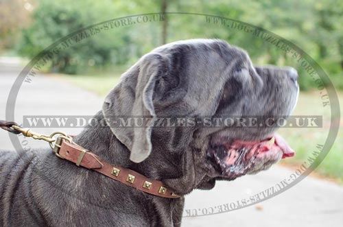Choose Elegant Design of Dog Collar for Your Neapolitan Mastiff!
