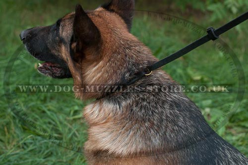 Bestseller! German Shepherd Collar and Lead for Dog Walking