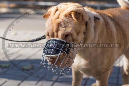 Super Ventilated Shar Pei Muzzle that Allows Drinking - Click Image to Close