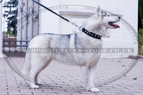 Studded Dog Collar with Shiny Cones for Siberian Husky