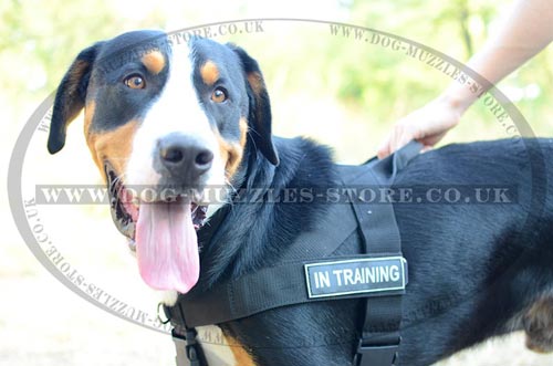 Anti Pulling Dog Harness for Swiss Mountain Dog UK Bestseller!