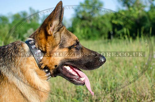 Designer Dog Collars for GSD with Elegant Plates