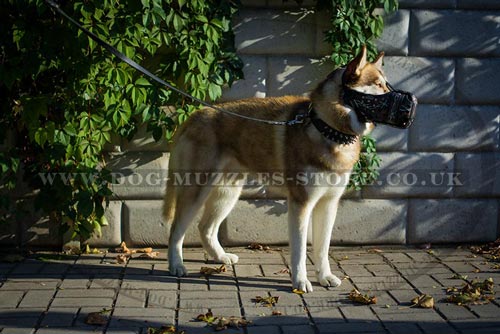 Closed Dog Muzzle for Siberian Husky Dog Training and Walking