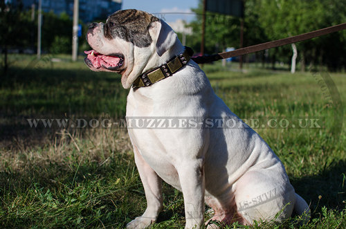 Collar for Bulldog with Spikes and Plates | Leather Dog Collar