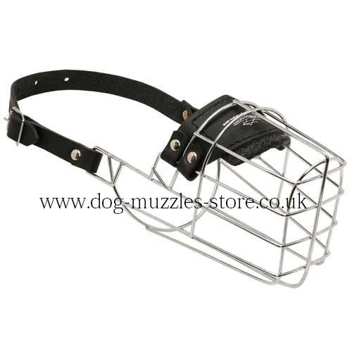 Best Collie Dog Muzzle Size and Shape for Drinking - Click Image to Close