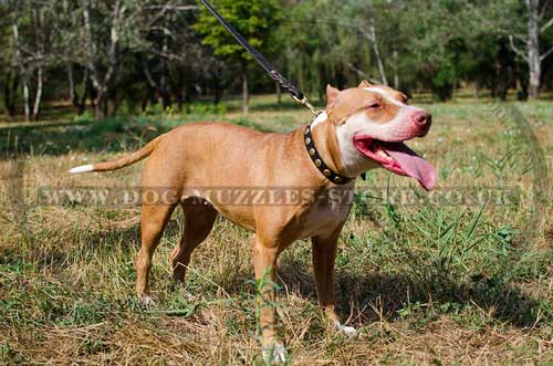 Bull Terrier Collar UK | Leather Dog Collar with Dotted Studs