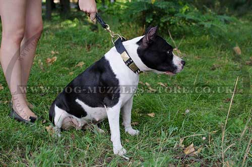 Dog Collar for Amstaff | Designer Dog Collar with Silver Plates