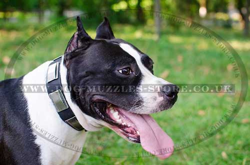 Dog Collar for Amstaff | Designer Dog Collar with Silver Plates