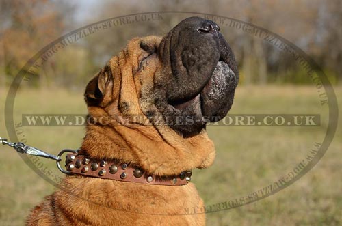 New Elegant Studded Dog Collar for Shar Pei Comfort and Style! - Click Image to Close