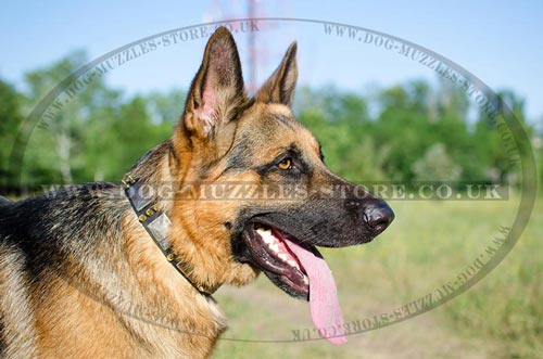 German Shepherd Collars | Leather Dog Collars War Style