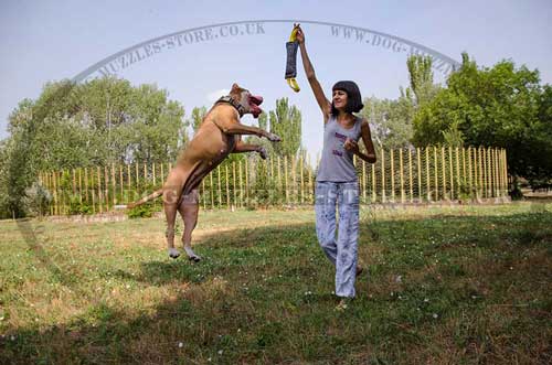 Dog Bite Tug for Pitbull Training | Bite Tugs for Dogs