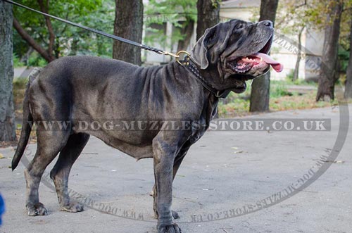 Neapolitan Mastiff Training Dog Collar Handmade, Braided Style